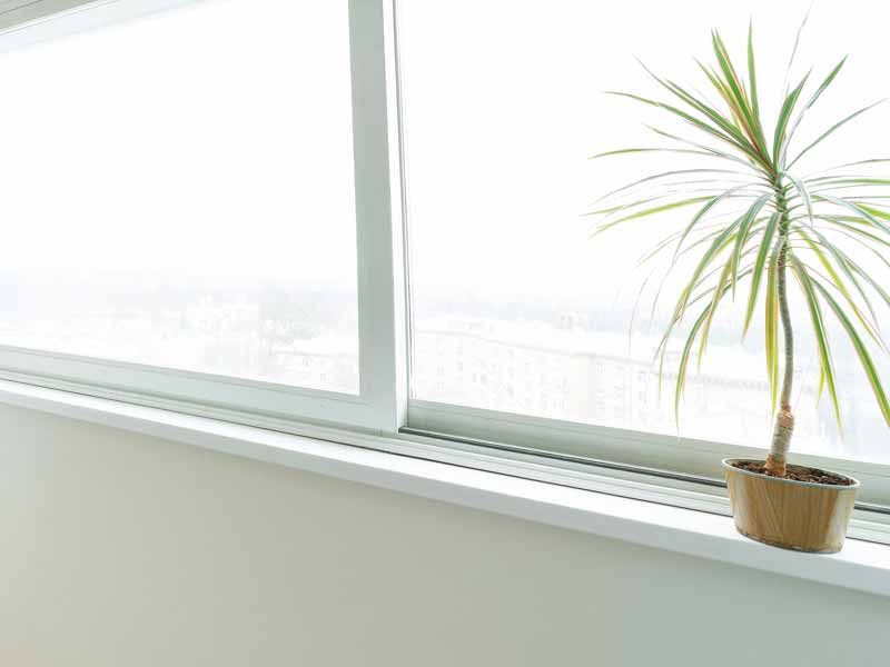 slicing windows with plant on window sill